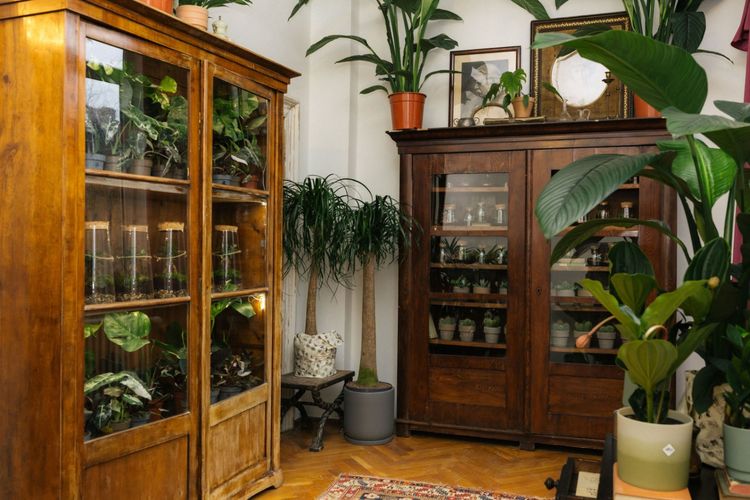Tur ghidat la Casa Plantelor by Floral Soul